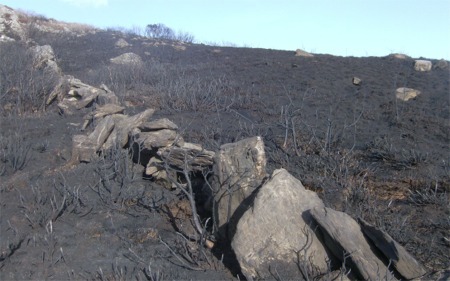 The aftermath of devastating gorse fires that killed ground nesting birds and small mammals in Inishowen.