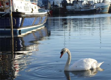 The lonesome swan in Greencastle Harbour.