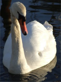 The lovely swan that has been gracing the harbour in Greencastle in recent days.