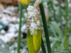 The Inishowen daffodils are still not in bloom.