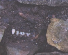 The partially exposed jawbone in Cloncha Graveyard, Culdaff.